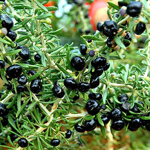 Veri semi neri Bacche di Goji Albero cinese Ningxia Goji Berry Sementes Home Medicine Outdoor Garden Herb Piante Cortile