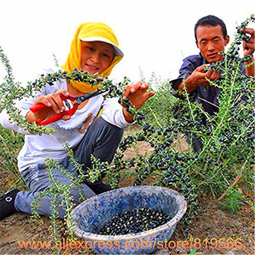 Veri semi neri Bacche di Goji Albero cinese Ningxia Goji Berry Sementes Home Medicine Outdoor Garden Herb Piante Cortile