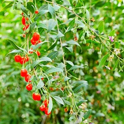 350 pezzi di Goji Semi Bacca di Goji Seme - Lycium Barbarum Albero di Essere Amato Decorazione del cortile Adatto per la semina di principianti