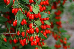 PLAT Firm SEMI DI GERMINAZIONE: 10 Goji Beere Lycium barbarum Frisches en Direct-unbewurzelter Schneiden