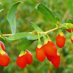 Bacca di goji 'Lyclum Barbarum" Confezionato con Antioxedants 20-Seeds:Seeds