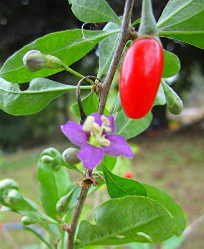 Portal Cool Goji Berry ~ Red ~"Lyclum Barbarum" ~ caricato con Antioxidents ~ 15 + Semi perenni