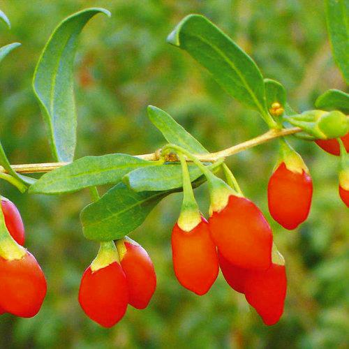 Bacca di goji 'Lyclum Barbarum" Confezionato con Antioxedants 20-Seeds: Seeds