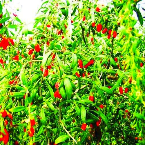 50 Pezzi Bacca Di Goji Biologica Frutta Wolfberry Bush Lycium Barbabarum Semi Piantagione Di Un Giardino Domestico Ricco Di Sostanze nutritivo Adatto Per I Principianti